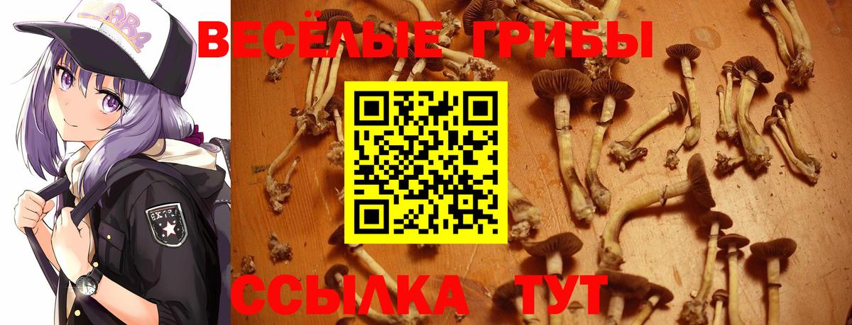 Галлюциногенные грибы Cubensis  Вход с VPN  Михайловск 